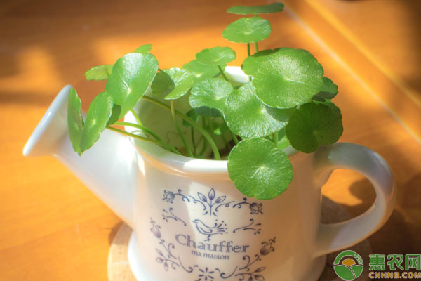 銅錢草怎么養(yǎng)比較茂盛？-圖片版權(quán)歸惠農(nóng)網(wǎng)所有