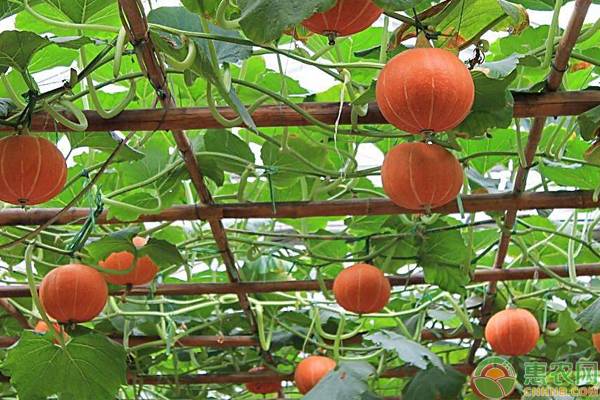 南瓜種植時間和方法-圖片版權(quán)歸惠農(nóng)網(wǎng)所有