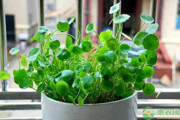 銅錢草怎么養(yǎng)比較茂盛？-圖片版權(quán)歸惠農(nóng)網(wǎng)所有