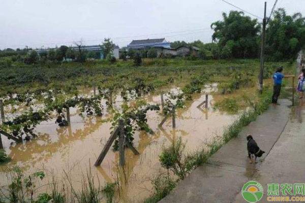 強降雨前后農作物應對管理指南-圖片版權歸惠農網所有