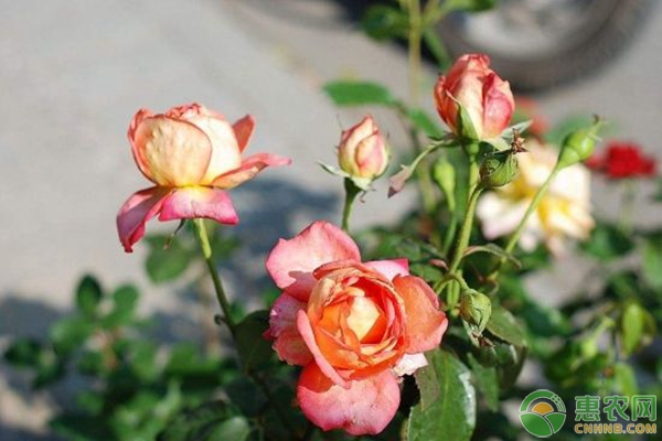 月季花盆栽的养殖方法-图片版权归惠农网所有