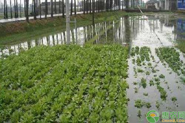 強降雨前后農作物應對管理指南-圖片版權歸惠農網所有