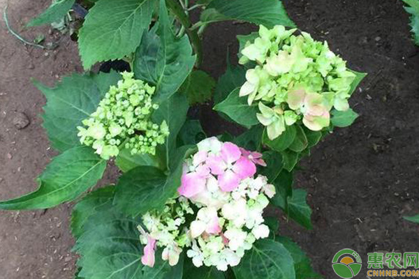 繡球花幾月扦插？繡球花的扦插方法-圖片版權(quán)歸惠農(nóng)網(wǎng)所有