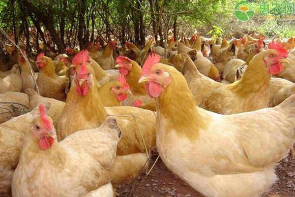散养鸡的养殖方法有哪些？