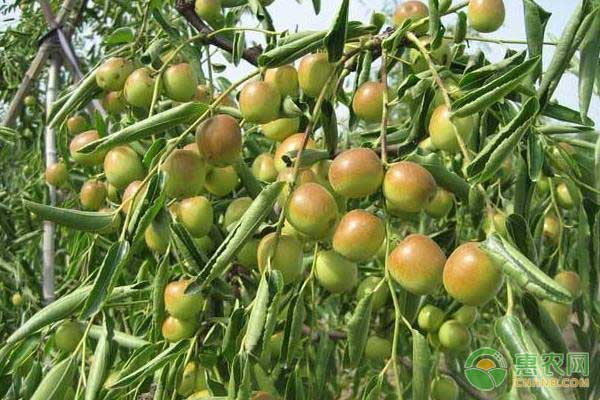 種植課堂：棗樹怎么修剪？-圖片版權(quán)歸惠農(nóng)網(wǎng)所有