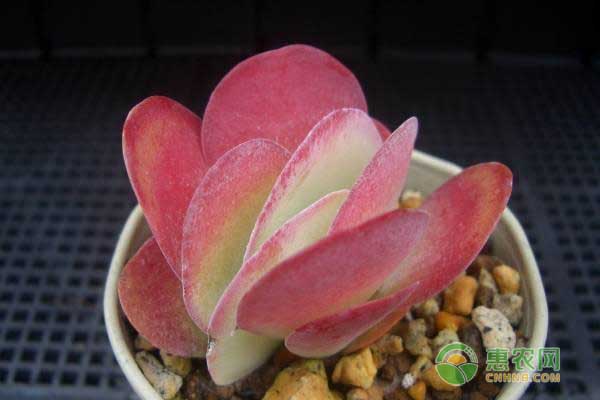 唐印多肉植物的養(yǎng)殖方法-圖片版權(quán)歸惠農(nóng)網(wǎng)所有