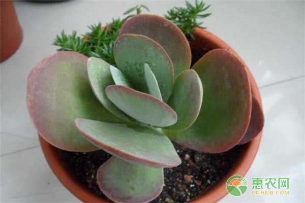 唐印多肉植物的養(yǎng)殖方法-圖片版權(quán)歸惠農(nóng)網(wǎng)所有
