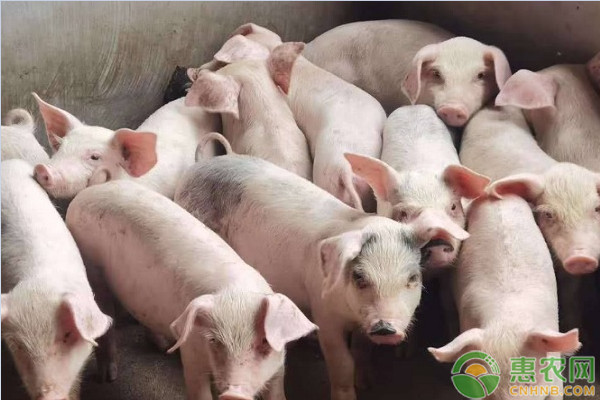 今日猪肉价格多少钱一斤？2020年6月29日全国生猪价格行情