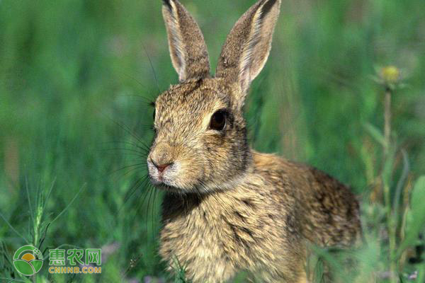 野兔是保护动物吗？生活在什么地方？