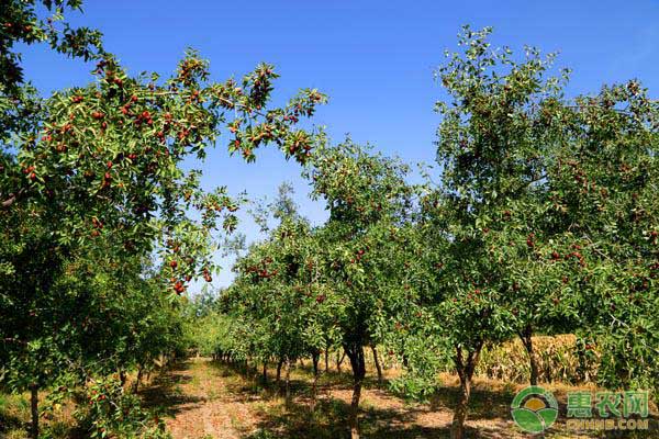 種植課堂：棗樹怎么修剪？-圖片版權(quán)歸惠農(nóng)網(wǎng)所有