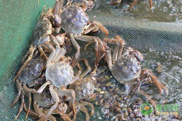 螃蟹怎么洗干净？