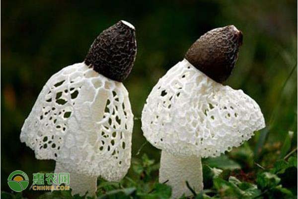 常见蘑菇的种类介绍