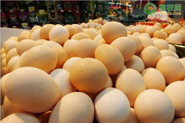 今日鸡蛋价格多少钱一斤？2020年6月29日鸡蛋价格行情走势分析