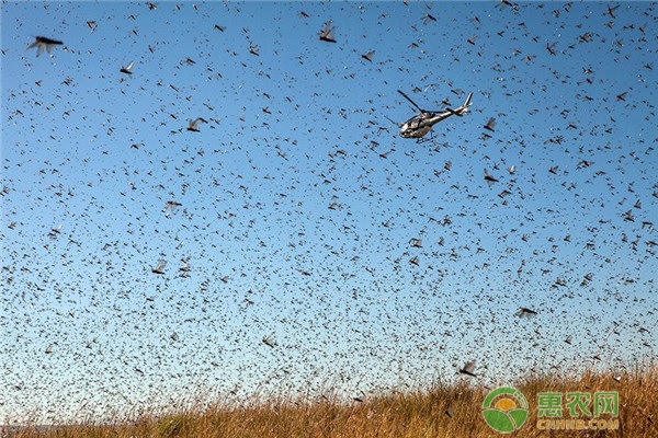印度首都多地出现大量蝗虫群！大规模蝗虫群是如何形成的？
