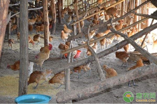 散养鸡的养殖方法有哪些？
