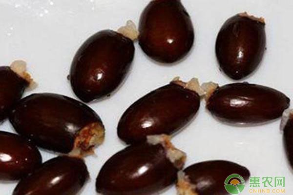 荔枝種子的種植方法-圖片版權(quán)歸惠農(nóng)網(wǎng)所有