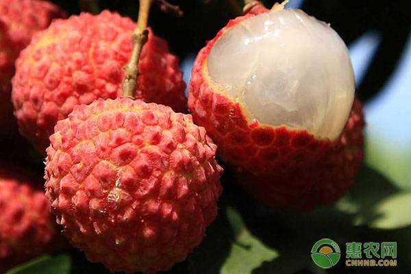 荔枝種子的種植方法-圖片版權(quán)歸惠農(nóng)網(wǎng)所有