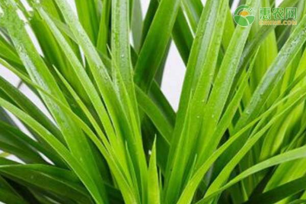 龍須樹葉子發(fā)黃干枯是什么原因？如何處理？-圖片版權(quán)歸惠農(nóng)網(wǎng)所有