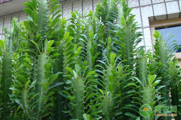 龍骨花的養(yǎng)殖方法-圖片版權(quán)歸惠農(nóng)網(wǎng)所有
