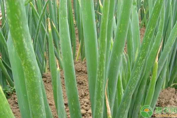 大蔥高產(chǎn)種植技術-圖片版權歸惠農(nóng)網(wǎng)所有