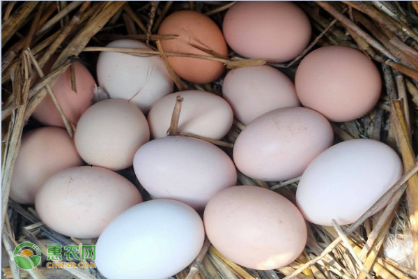 鸡蛋多少钱一个？如何选到优质鸡蛋？