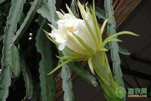 龍骨花的養(yǎng)殖方法-圖片版權(quán)歸惠農(nóng)網(wǎng)所有