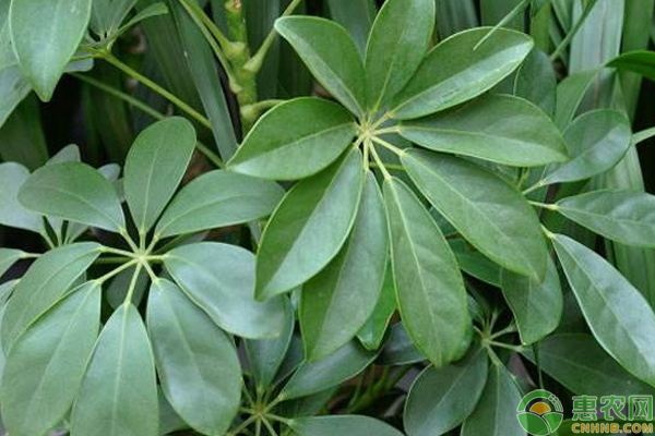 鴨腳木的扦插方法-圖片版權(quán)歸惠農(nóng)網(wǎng)所有
