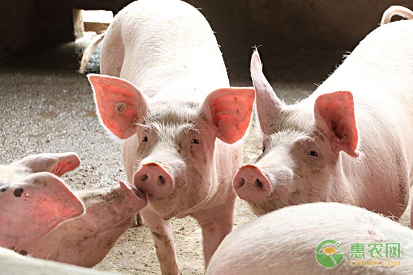 中国发现新型猪流感病毒，会是大流行病毒吗？猪肉还能吃吗？