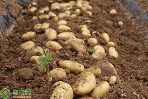 土豆怎么种植？