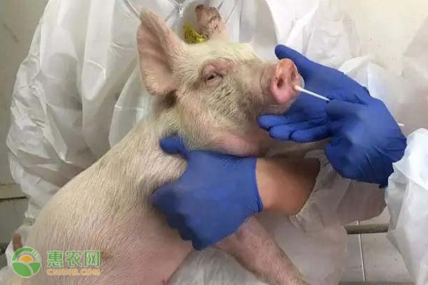 中国发现新型猪流感病毒是什么情况？