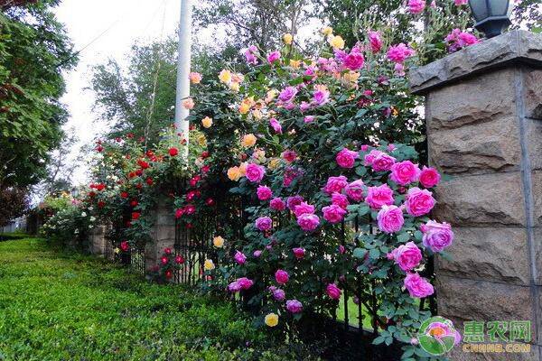 樹狀月季花施肥要點(diǎn)-圖片版權(quán)歸惠農(nóng)網(wǎng)所有