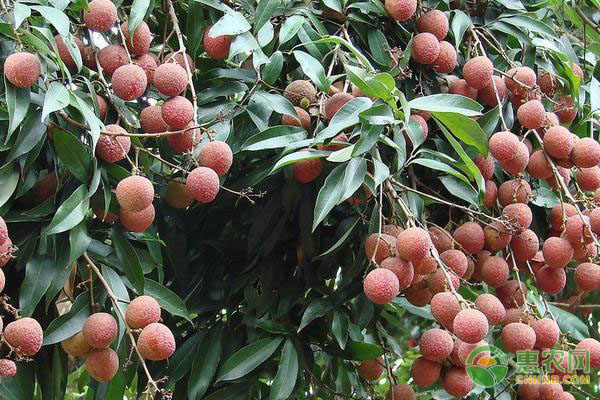 種植課堂：荔枝修剪的常見誤區(qū)-圖片版權(quán)歸惠農(nóng)網(wǎng)所有