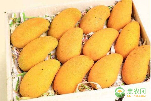 芒果价格多少钱一斤？附2020海南芒果行情分析