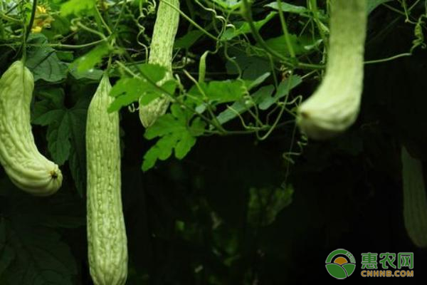 苦瓜高產(chǎn)栽培技術(shù)-圖片版權(quán)歸惠農(nóng)網(wǎng)所有