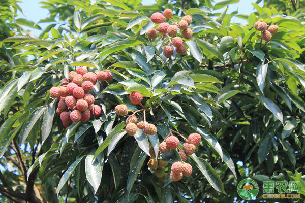 荔枝種子種植方法-圖片版權(quán)歸惠農(nóng)網(wǎng)所有