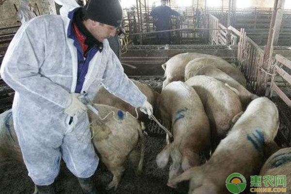 中国出现的猪流感不是新病毒是怎么回事？