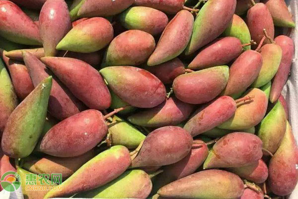 芒果价格多少钱一斤？附2020海南芒果行情分析