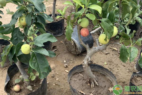 苹果种子盆栽种植方法怎样做？
