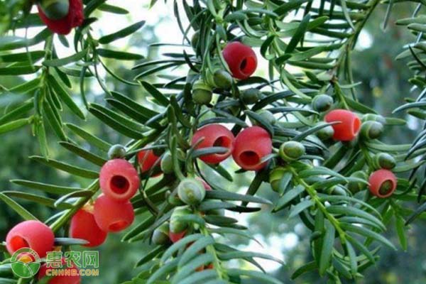 红豆杉价格多少钱一棵？有哪些品种类型？