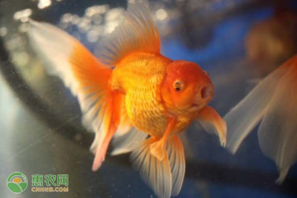 金魚(yú)吃什么食物？金魚(yú)要如何飼養(yǎng)？-圖片版權(quán)歸惠農(nóng)網(wǎng)所有
