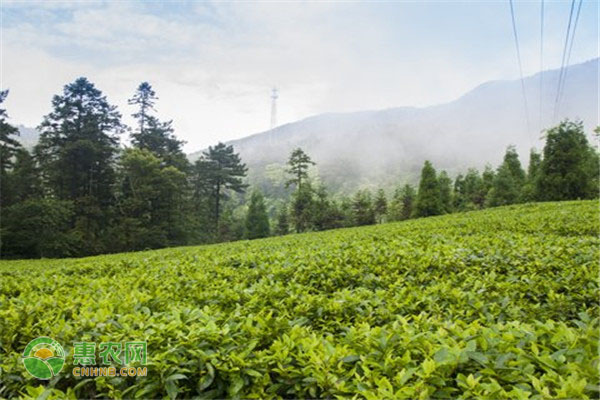 惠农网助力沅陵凤娇碣滩茶业直播营销，吸引22万人次观看