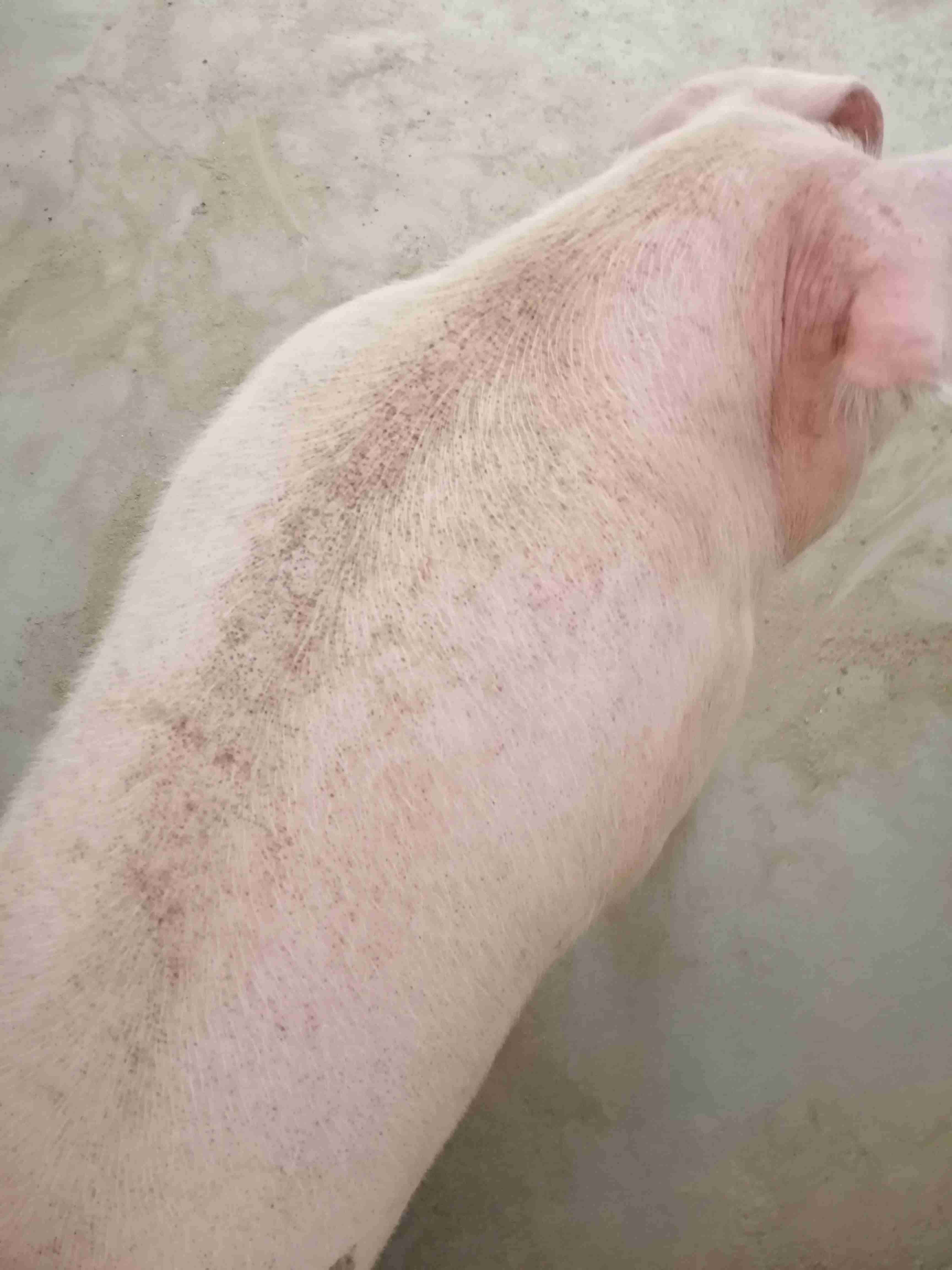 母猪皮肤病图片