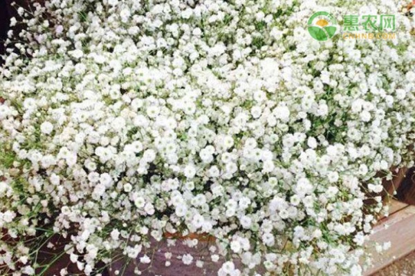 滿天星的養(yǎng)殖方法和注意事項-圖片版權歸惠農(nóng)網(wǎng)所有