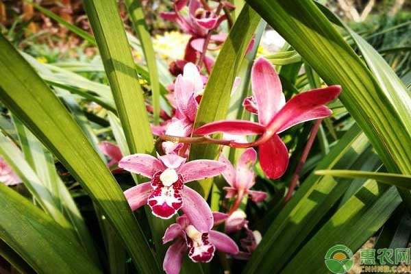 蘭花用什么土栽培最好？蘭花怎么換土？-圖片版權(quán)歸惠農(nóng)網(wǎng)所有