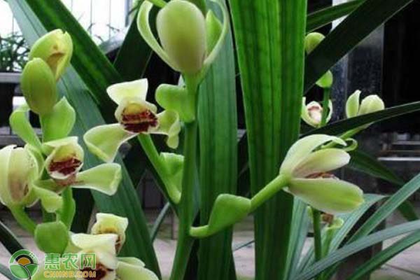 蘭花用什么土栽培最好？蘭花怎么換土？-圖片版權(quán)歸惠農(nóng)網(wǎng)所有