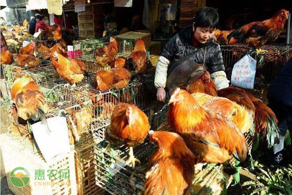 全国将逐步取消活禽市场交易，2020年湖南做了这些措施