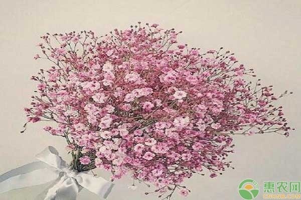 滿天星的養(yǎng)殖方法和注意事項-圖片版權歸惠農(nóng)網(wǎng)所有