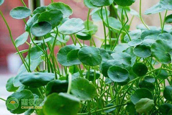 銅錢草葉子發(fā)黃是什么原因？銅錢草要如何正確養(yǎng)護(hù)？-圖片版權(quán)歸惠農(nóng)網(wǎng)所有