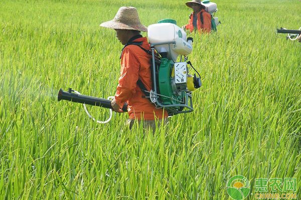 毒死蜱防治對(duì)象、使用方法和注意事項(xiàng)-圖片版權(quán)歸惠農(nóng)網(wǎng)所有
