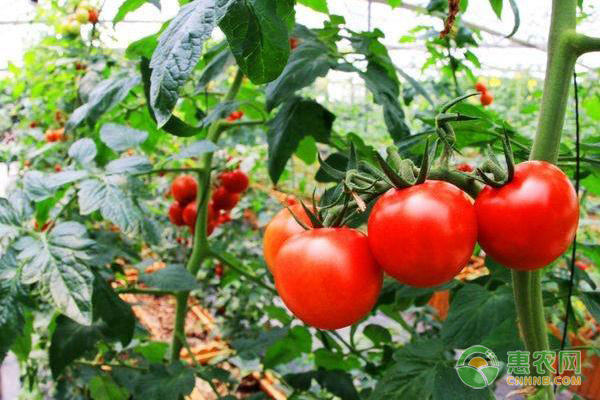 番茄怎么种？